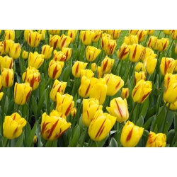 Tulipan Triumpha Washington - opak. 5 cebulek