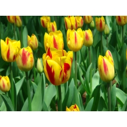 Tulipan Triumpha Washington - opak. 5 cebulek