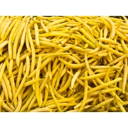 Fasola Gold Pantera - szparagowa karłowa żółta