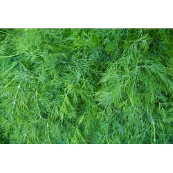 Koper ogrodowy Moravan - 2800 nasion