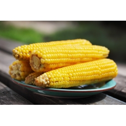 Kukurydza cukrowa Golden Bantam - 100 nasion