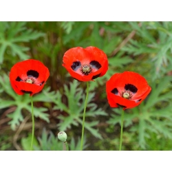 Mak biedronkowy Ladybird - 3080 nasion