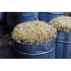 Nasiona na kiełki - Fasola Mung - 250 gram - 5250 nasion