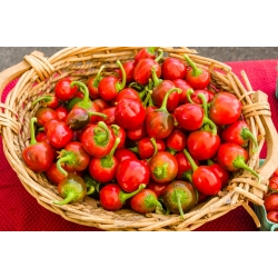 Papryka Ontara - pomidorowa