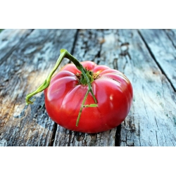 Pomidor Malinowy Warszawski - gruntowy - 175 nasion