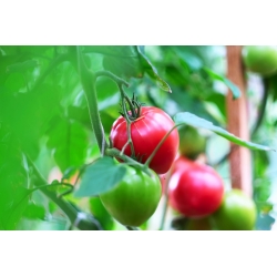 Pomidor Pink Wonder F1 - malinowy szklarniowy - 7 nasion