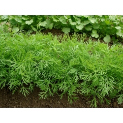 Koper ogrodowy Szmaragd - 100 gram - 65000 nasion