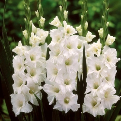 Gladiolus - Mieczyk biały - 5 cebulek - cebulki XXL