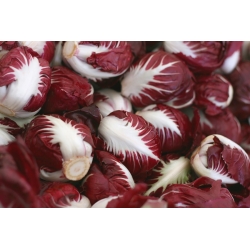 BIO Cykoria sałatowa Palla rossa 3 - Certyfikowane nasiona ekologiczne - 240 nasion