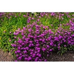Lobelia fioletowa Mitternachtsblau - 6400 nasion