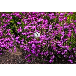 Lobelia fioletowa Mitternachtsblau - 6400 nasion