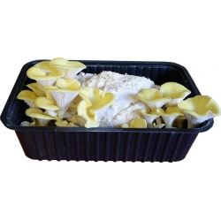 Boczniak cytrynowy - kompletny zestaw z miniszklarenką do uprawy w domu - 3 l