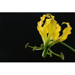 Glorioza żółta - Gloriosa Lutea