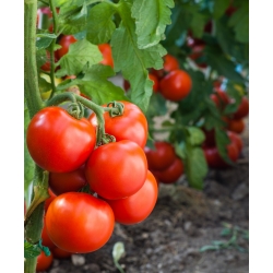Pomidor Jowisz - pod osłony - nasiona odmian profesjonalnych dla każdego - 30 nasion