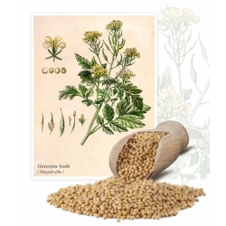 Gorczyca biała konsumpcyjna - 5 kg - 650000 nasion