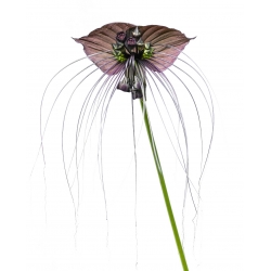Kwiat nietoperz - Tacca chantrieri Black