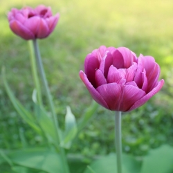 Tulipan Negrita Double - opak. 5 szt.