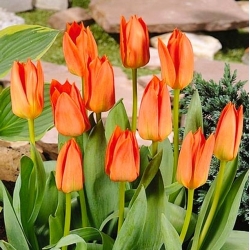 Tulipan Orange Brilliant - opak. 5 szt.