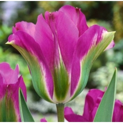 Tulipan Violet Bird - opak. 5 szt.