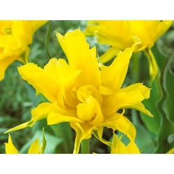 Tulipan Yellow Spider - opak. 5 szt.