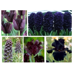 Zestaw kwiatów w kolorze czarnym - 5 gatunków
