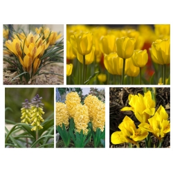 Zestaw kwiatów w kolorze żółtym - 5 gatunków