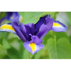 Irys holenderski Purple Sensation - 10 cebulek