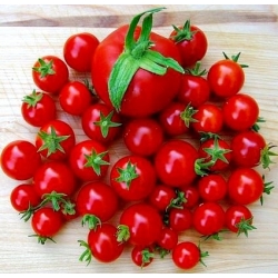 Pomidor koktajlowy niski - Maskotka - nasiona otoczkowane - 100 nasion