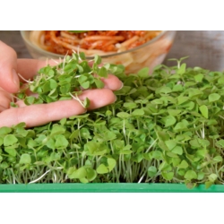 Microgreens - Bazylia właściwa zielona Sweet Large - młode listki o unikalnym smaku - 1950 nasion