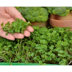 Microgreens - Brokuł - młode listki o unikalnym smaku - 600 nasion