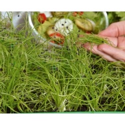 Microgreens - Cebula siedmiolatka - młode listki o unikalnym smaku