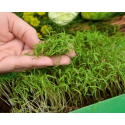 Microgreens - Koper ogrodowy - młode listki o unikalnym smaku - 1680 nasion