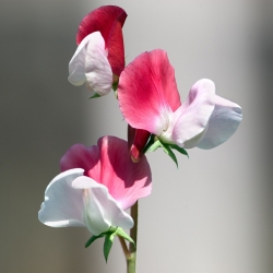 Groszek pachnący Pink Cupid - 36 nasion