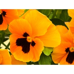 Bratek wielkokwiatowy - pomarańczowy z czarną plamą Orange mit Auge - 240 nasion