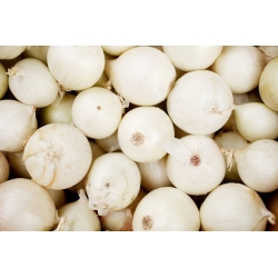 Cebula Finezja - biała, łagodna w smaku, dobra do przechowywania - 1250 nasion
