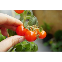 Pomidor Vilma - drobny, czerwony, dobry do uprawy doniczkowej