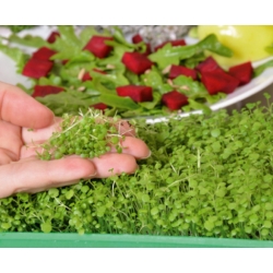 Microgreens – Rukiew wodna - młode listki o unikalnym smaku - 8000 nasion