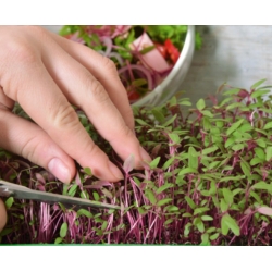 Microgreens - Szarłat czerwony - młode listki o unikalnym smaku - 4000 nasion