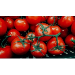 Pomidor Lubań - gruntowy, intensywnie czerwony, bez piętki
