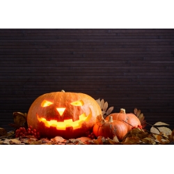 Dynia ozdobna Halloween - najlepsza do rzeźbienia - 15 nasion