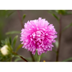 Aster chryzantemowy Beryl - różowy - 250 nasion