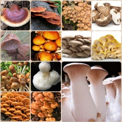 Zestaw GIGANT - 13 gatunków grzybów - grzybnia na kołkach