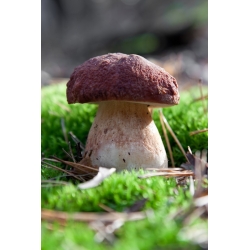 Zestaw grzybów pod sosny + kania - 7 gatunków - grzybnia