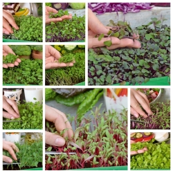 Microgreens - Heaven - Mieszanka nasion o łagodnym smaku - zestaw 10 szt. + pojemnik do uprawy
