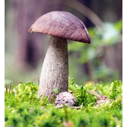 Zestaw grzybów pod drzewa liściaste + kania - 7 gatunków - grzybnia