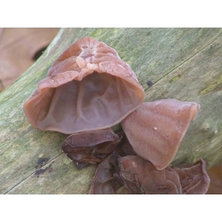 Zestaw grzybów azjatyckich - 5 gatunków - grzybnia na kołkach
