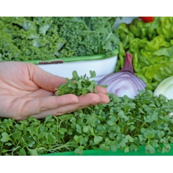 Microgreens - Decorazione - dekoracyjny dodatek do potraw - zestaw 5 szt. + pojemnik do uprawy