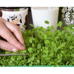 Microgreens - Fit pack - doskonały dodatek do sałatek - zestaw 10 szt. + pojemnik do uprawy