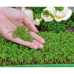 Microgreens - Spring breakfast - nasiona idealne jako dodatek do śniadania - zestaw 6 szt. + pojemnik do uprawy