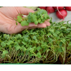 Microgreens - Bomba witaminowa - nasiona na dobre zdrowie - zestaw 10 szt. + pojemnik do uprawy
